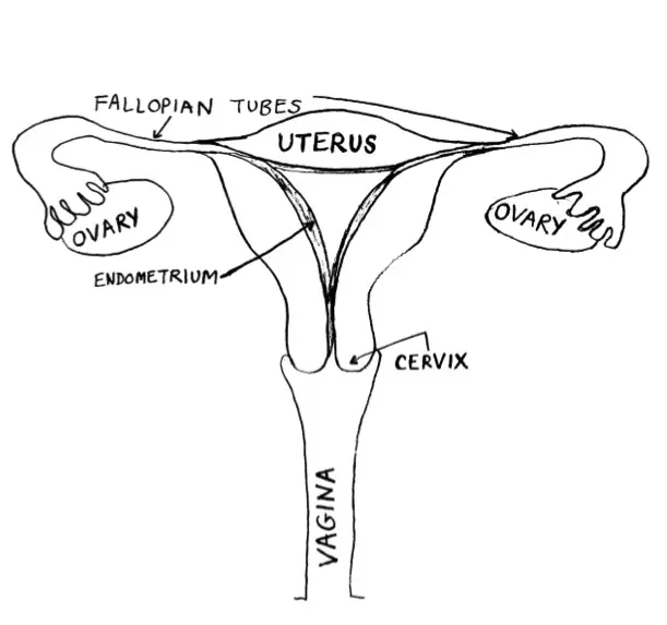 ilustrasi vagina sehat