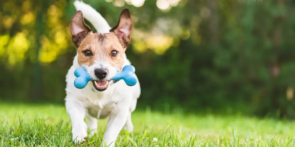 Tiga anjing berlarian dan bermain dengan bahagia di taman