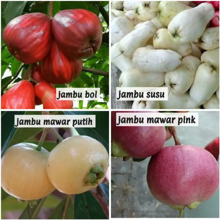 Jambu susu matang yang siap dimakan