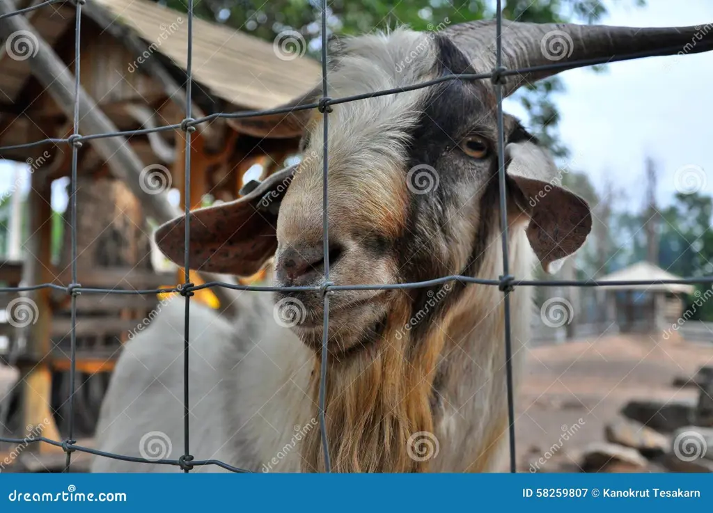 Kambing yang sehat dan bahagia di peternakan