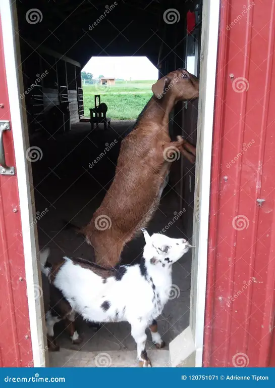 Gambar kambing sehat di peternakan