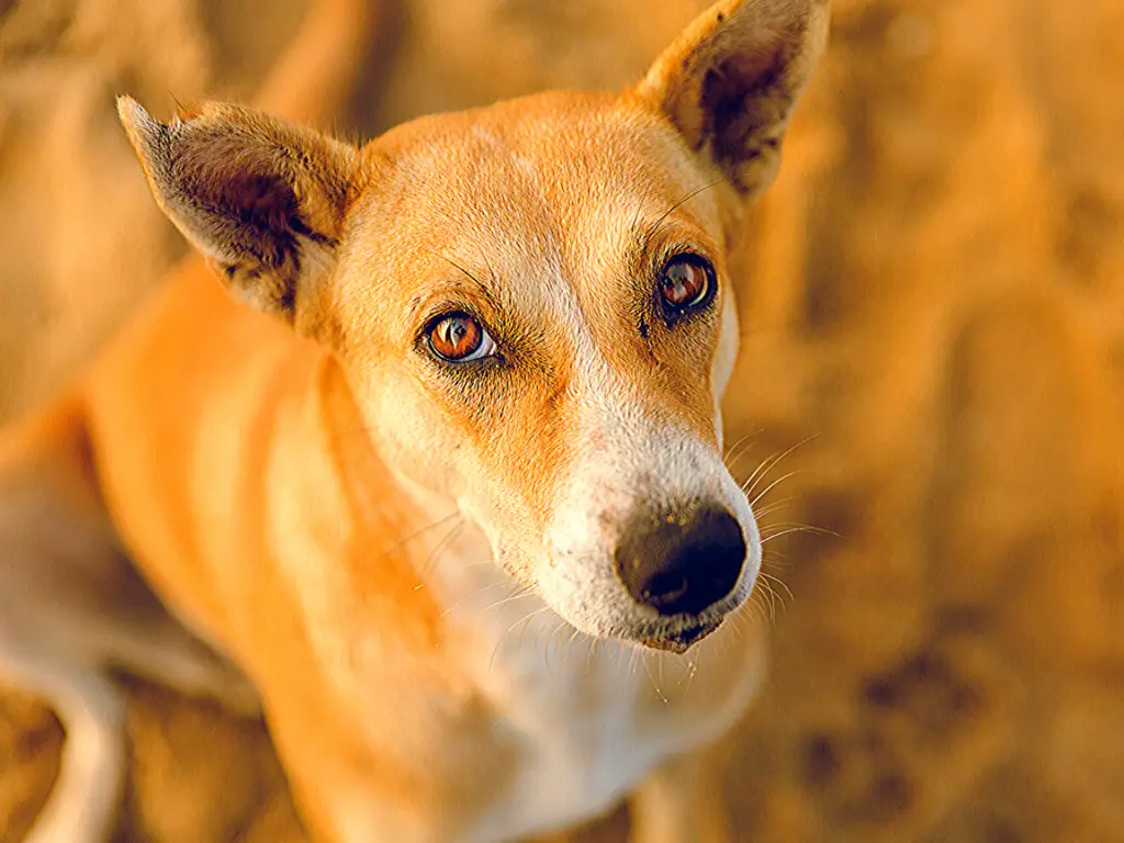 Berbagai jenis anjing lokal Indonesia