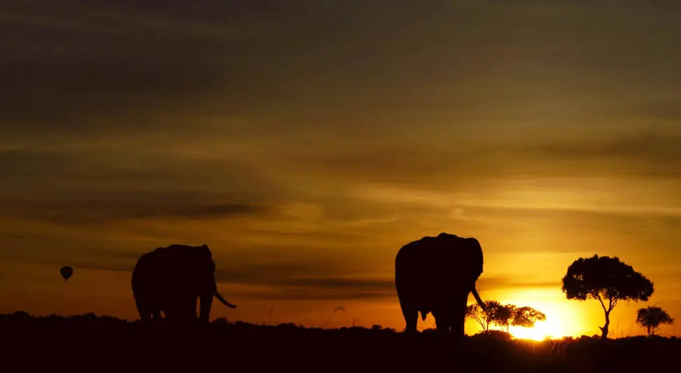 Foto satwa liar Afrika yang menakjubkan