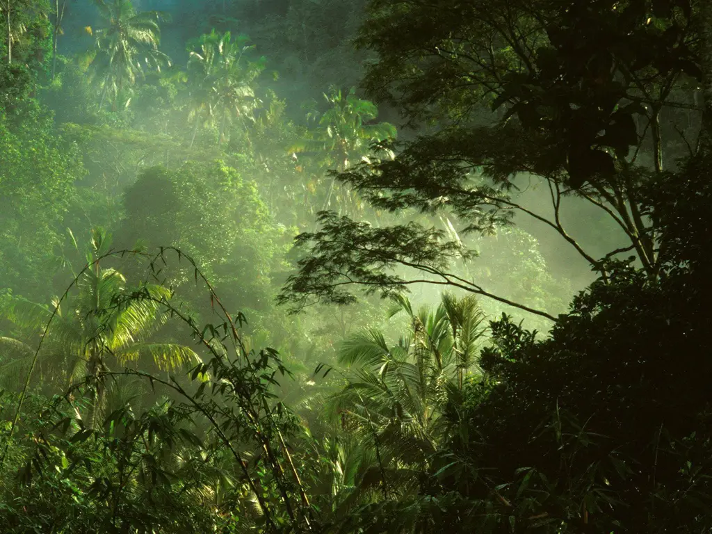 Hutan hujan tropis di Indonesia