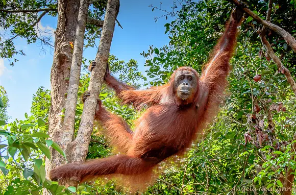 Orangutan di habitat aslinya di hutan hujan