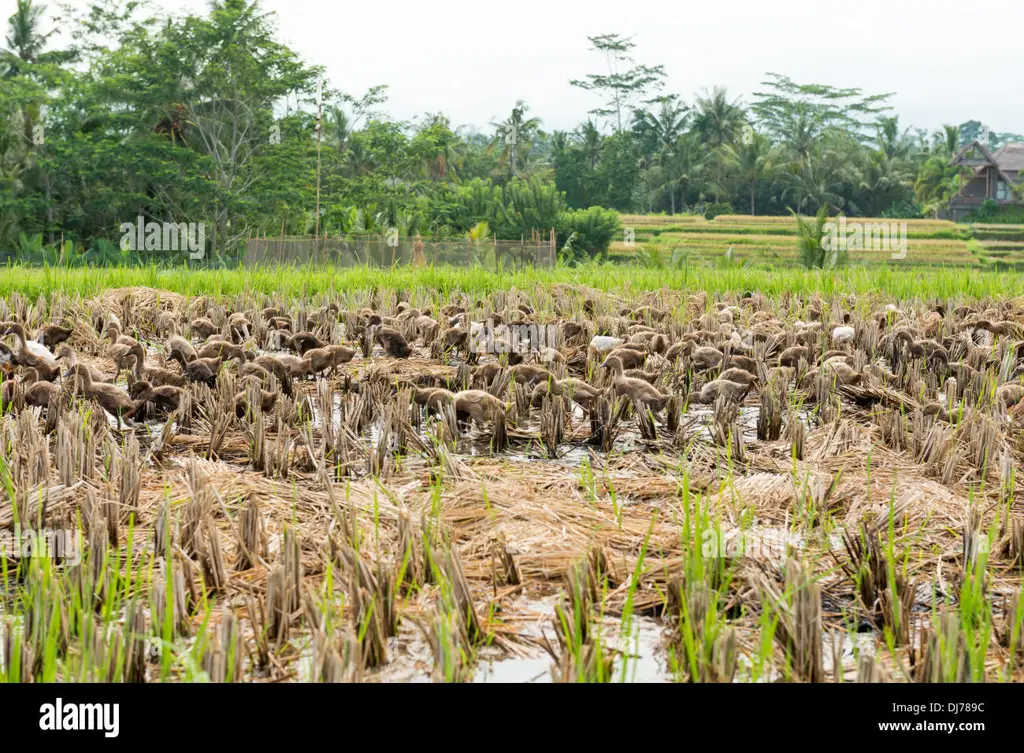 Berbagai jenis serangga di sawah