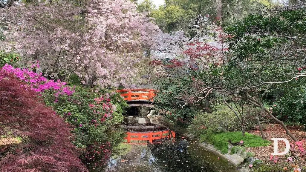 Taman Jepang dengan bunga Sakura yang mekar