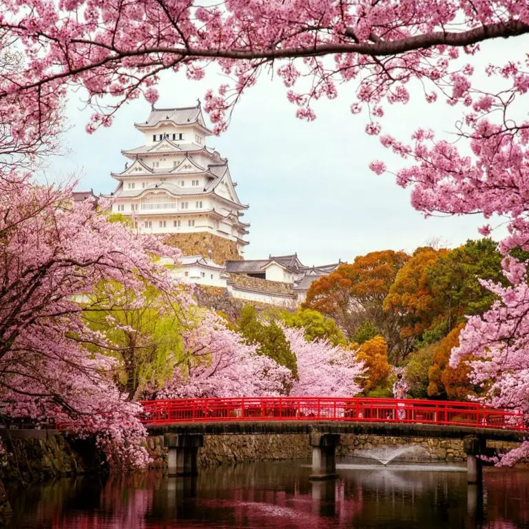 Taman Jepang dengan pohon sakura yang menawan