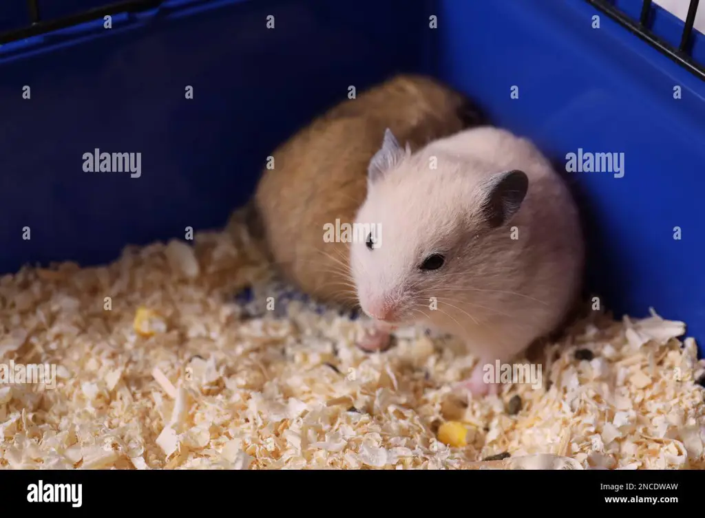 Hamster bermain dengan gembira