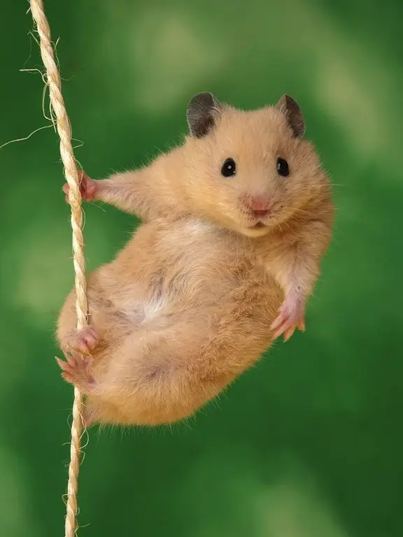 Gambar hamster lucu