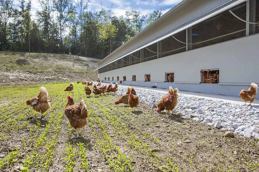 Gambar peternakan ayam