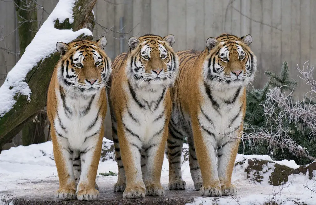 Tiga harimau di hutan