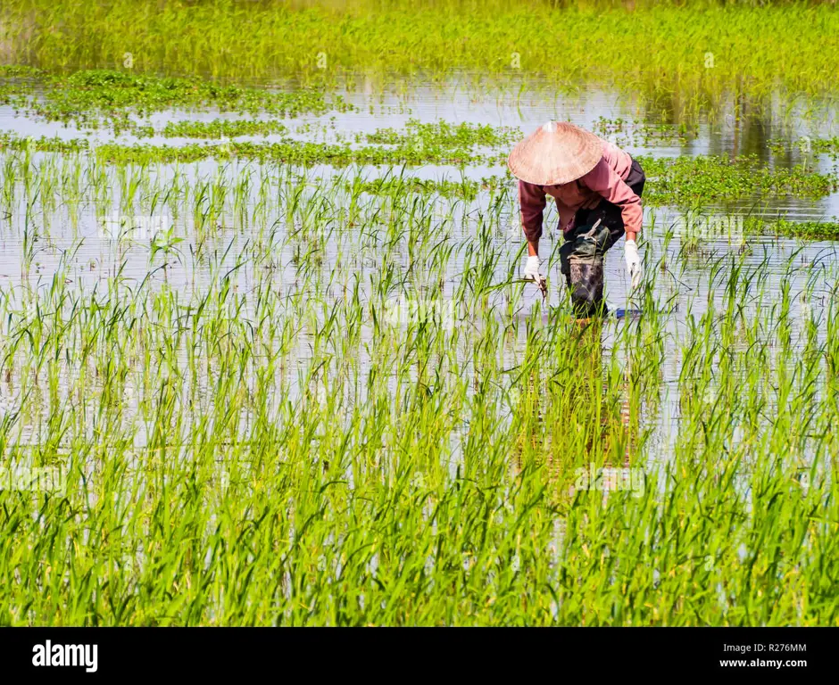 Petani sedang bekerja di sawah