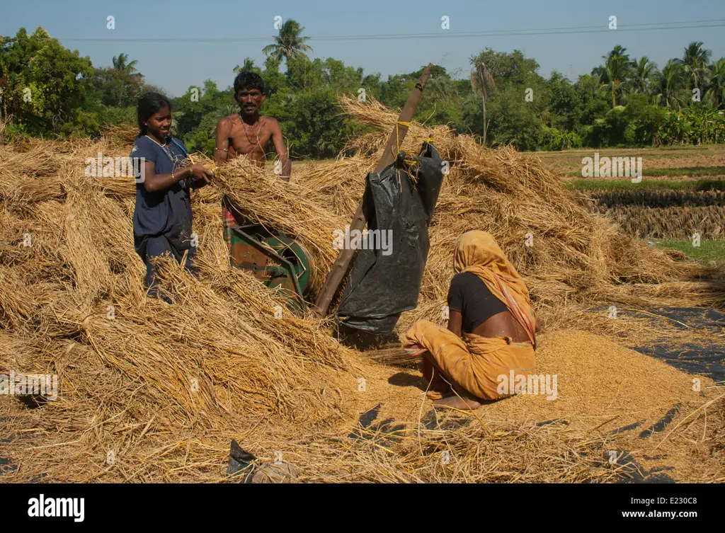 Petani sedang bekerja di sawah