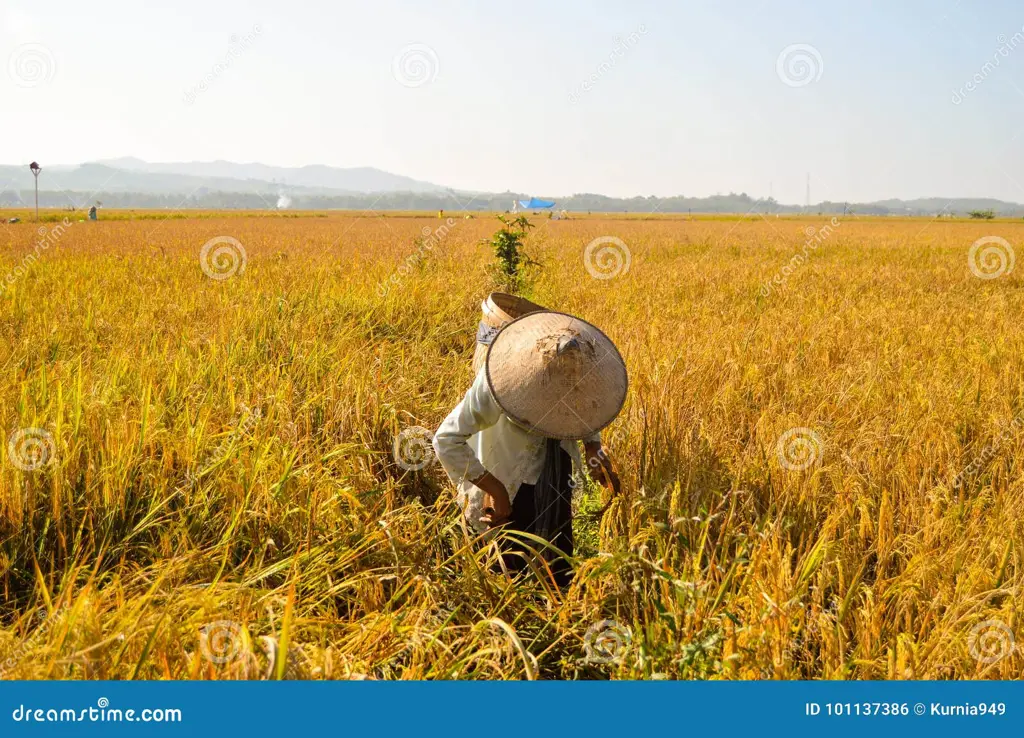 Petani Indonesia sedang bekerja di sawah.