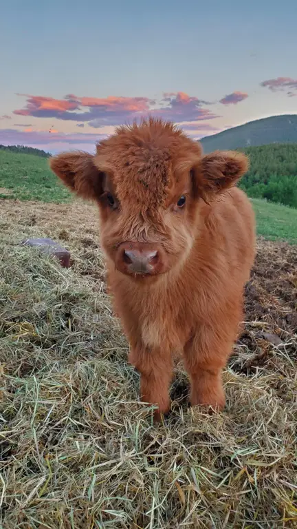 Gambar sapi yang damai di padang rumput hijau