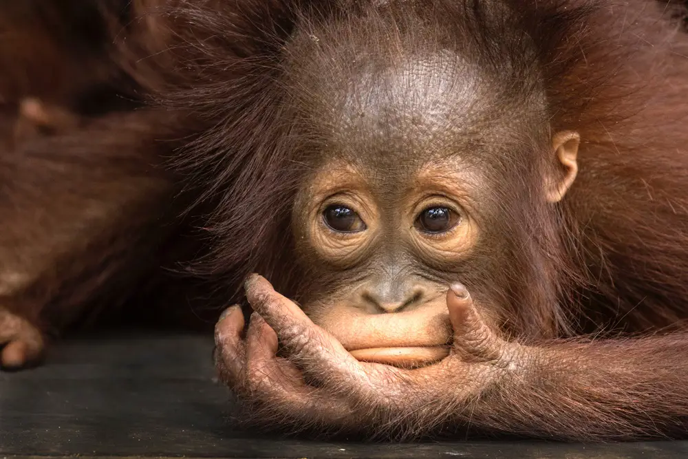 Foto orangutan di habitat aslinya