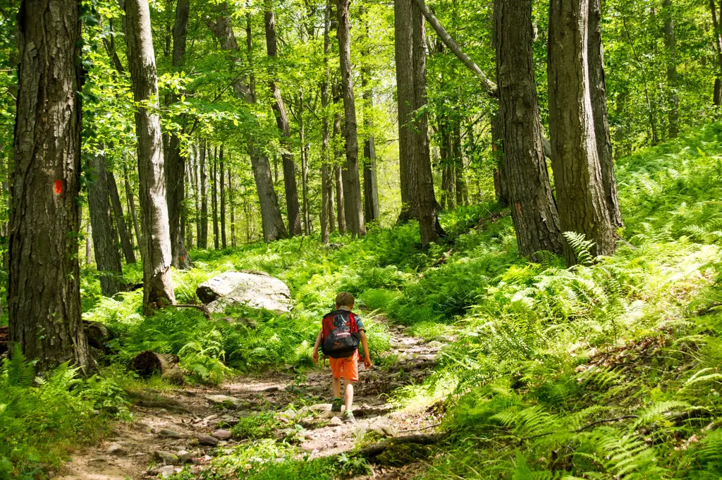 Pendaki menikmati keindahan hutan