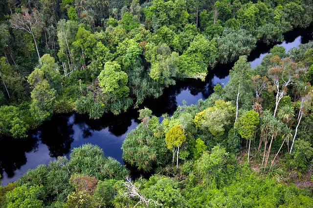 Pemandangan hutan hujan tropis di Indonesia