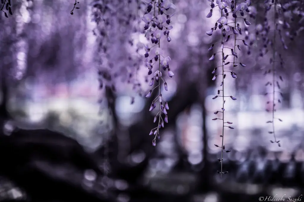 Foto pemandangan alam Jepang yang indah