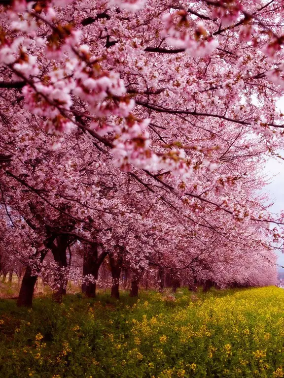 Pemandangan indah di Jepang