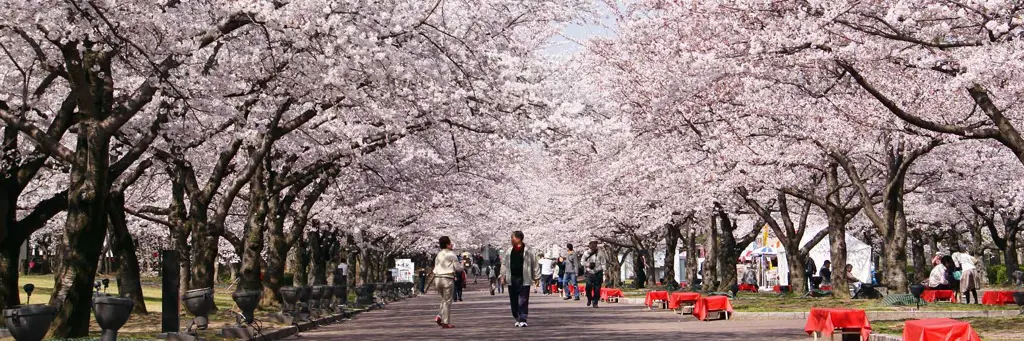 Ladang bunga sakura yang indah