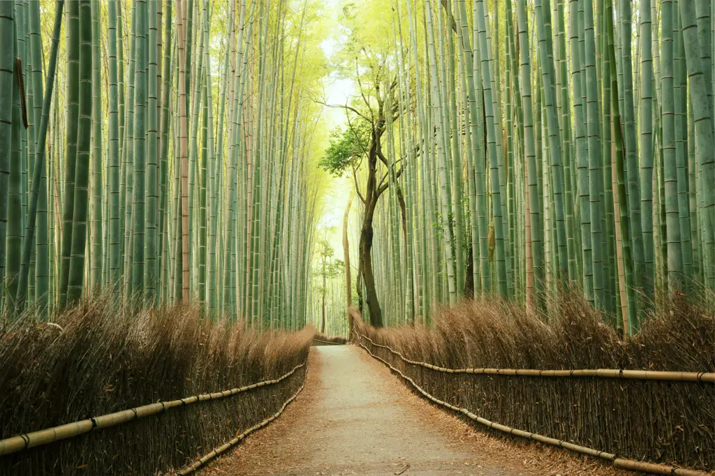 Pemandangan alam yang indah di Jepang