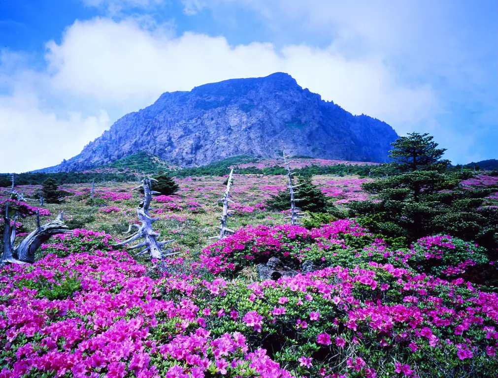 Pemandangan indah di Korea Selatan