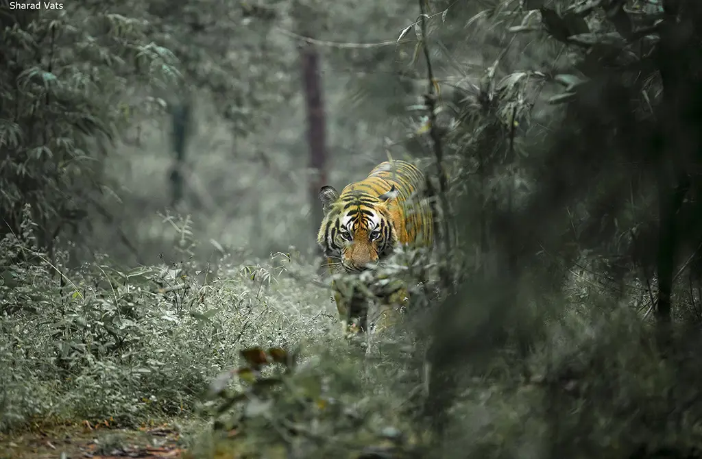 Tiga harimau di hutan