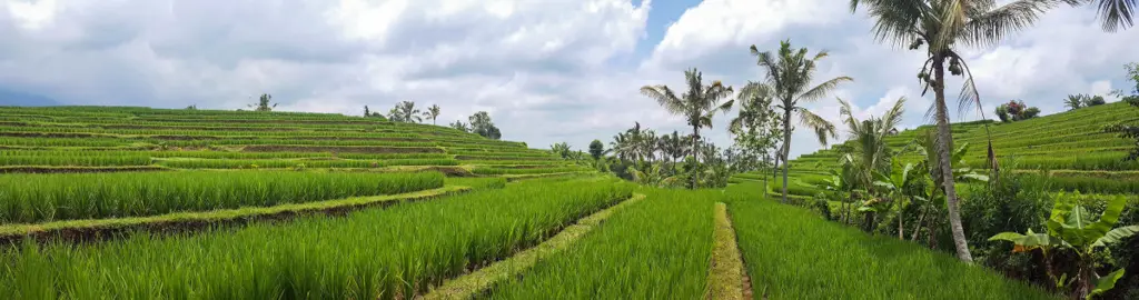 Pemandangan pedesaan di Indonesia yang indah dan asri