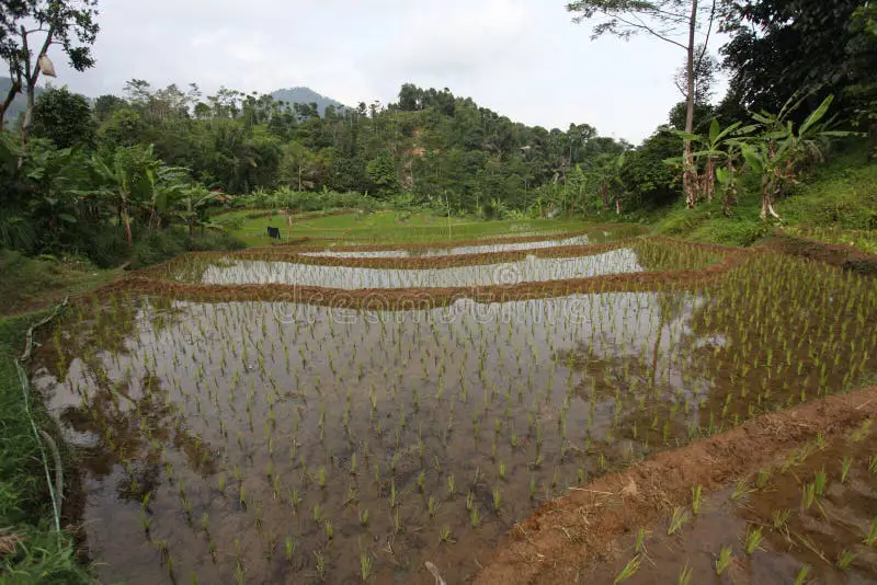 Pemandangan alam Jawa dengan sawah