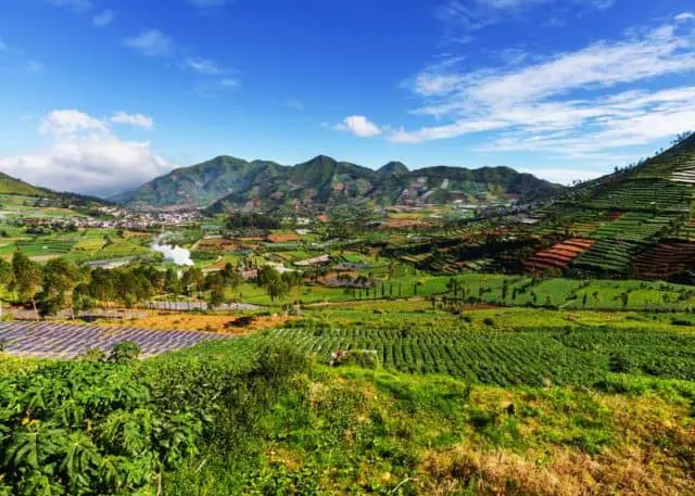 Perkebunan kopi Rio Jav yang hijau dan asri.