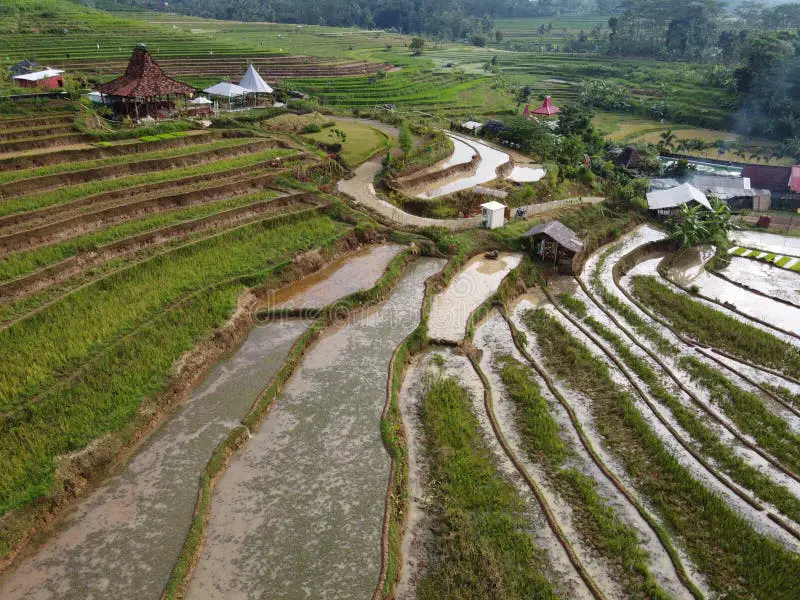 Sawah terasering yang menakjubkan di Jawa Tengah