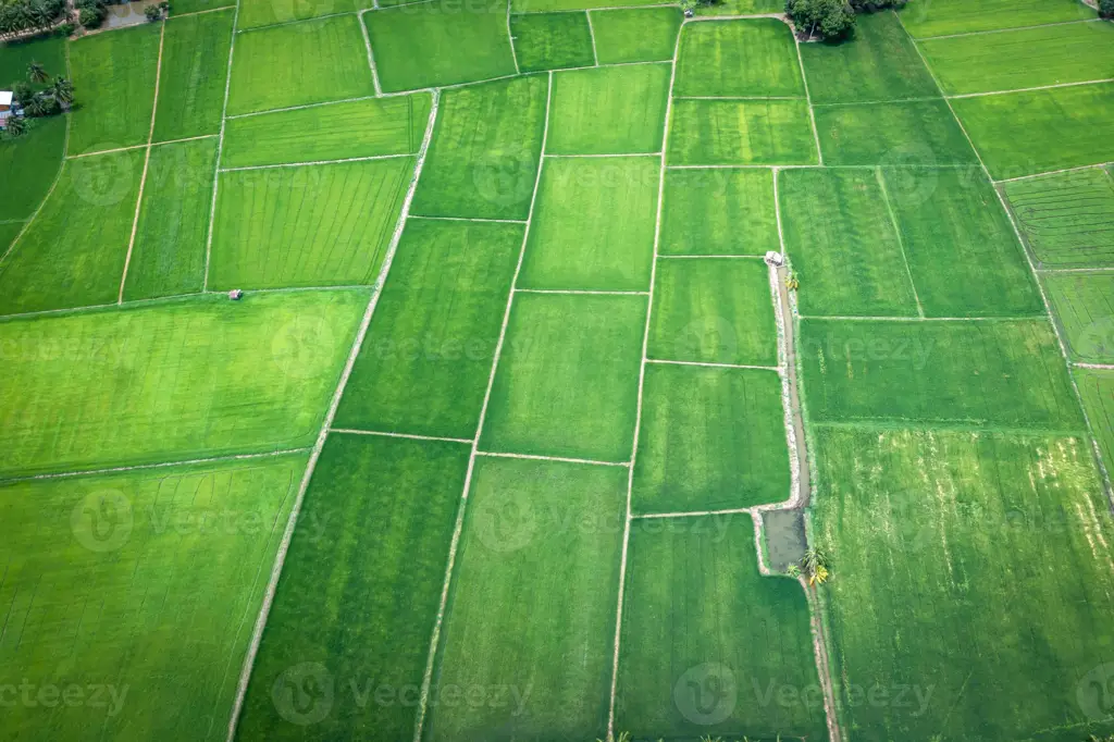 Pemandangan indah hamparan sawah hijau