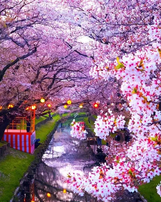 Taman Jepang dengan bunga sakura