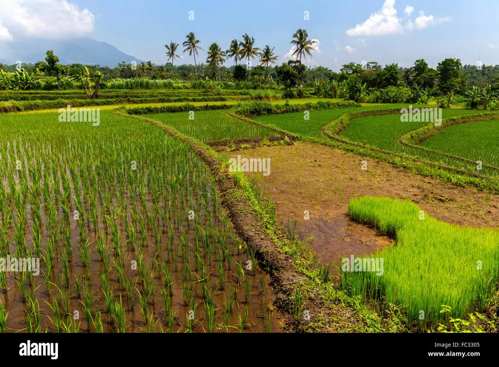 Pemandangan sawah hijau di Susukan Lebak