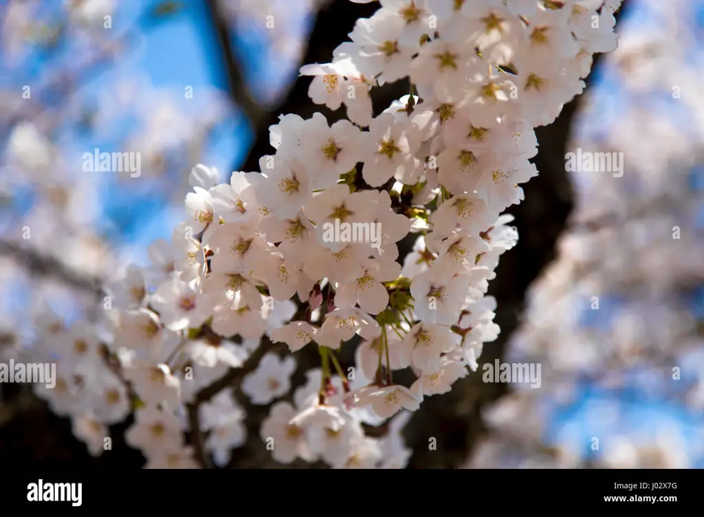 Gambar close-up bunga sakura Jepang yang indah