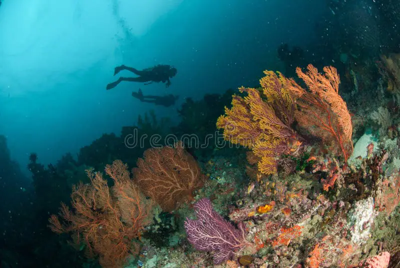 Keindahan bawah laut Ambon yang memukau