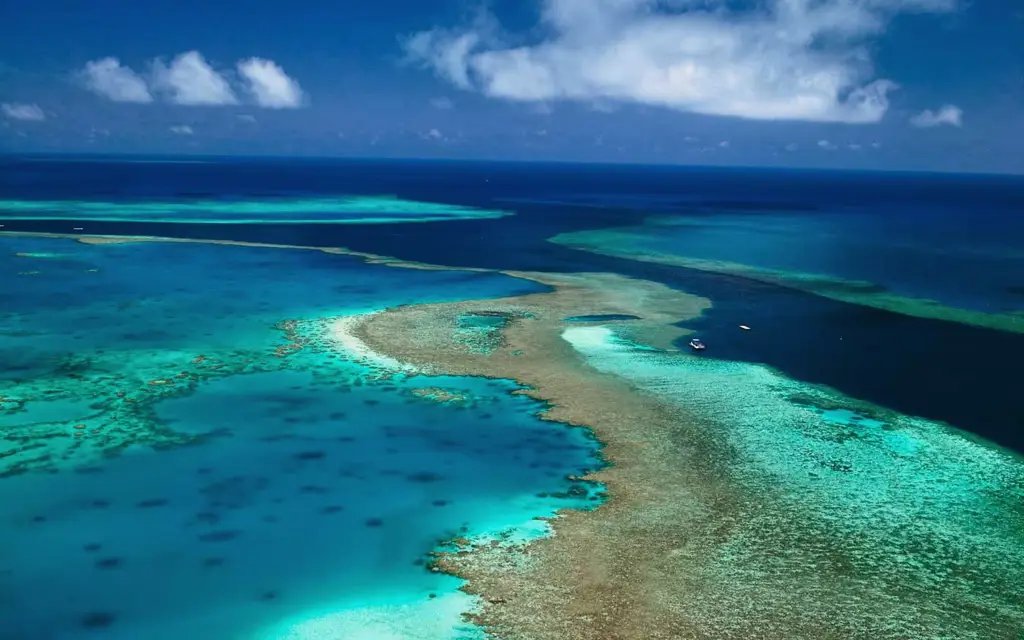 Pemandangan terumbu karang Great Barrier Reef yang menakjubkan