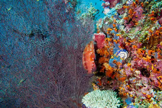 Pemandangan bawah laut Raja Ampat yang menakjubkan