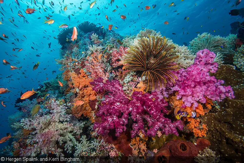 Pemandangan bawah laut Raja Ampat yang menakjubkan