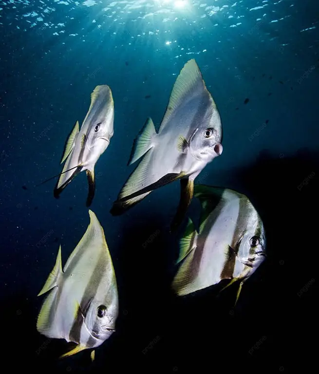 Pemandangan bawah laut Raja Ampat yang menakjubkan