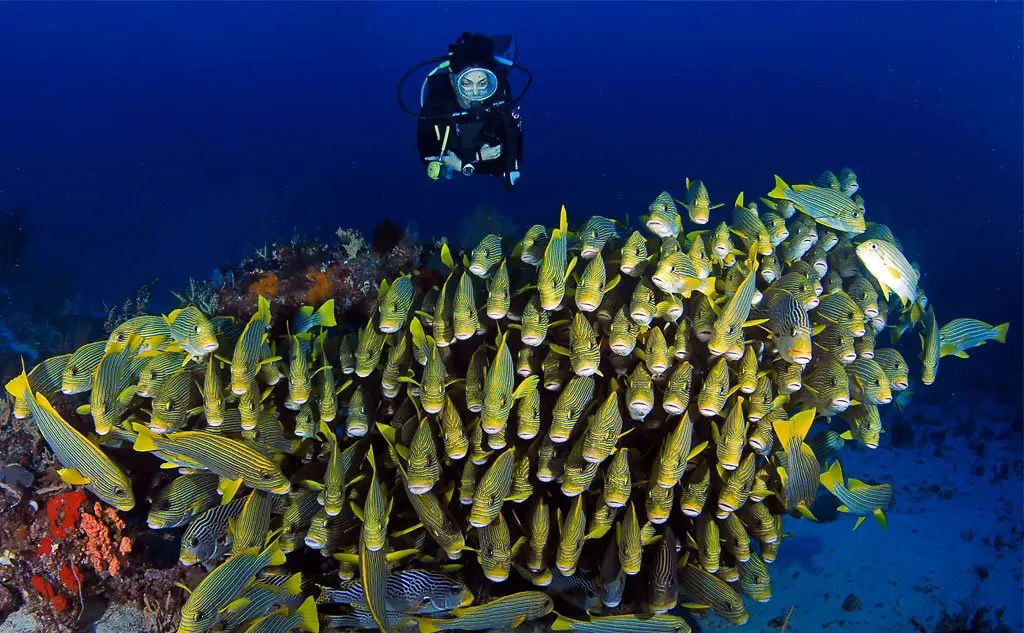 Menyelam di Raja Ampat