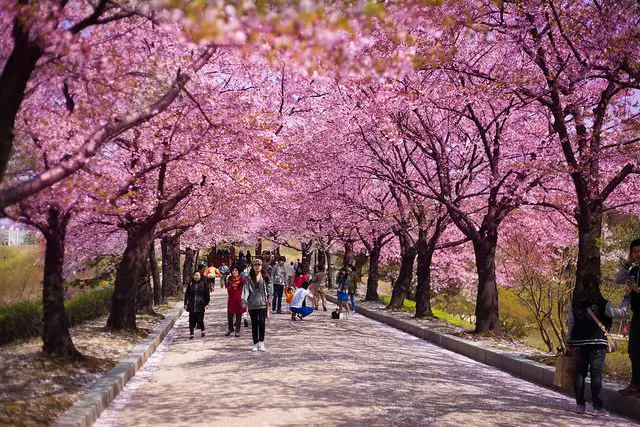 Bunga sakura di Korea saat matahari terbenam dengan efek bokeh