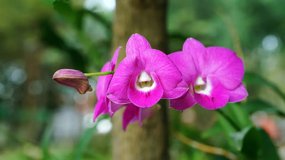 Fotografi alam bunga anggrek