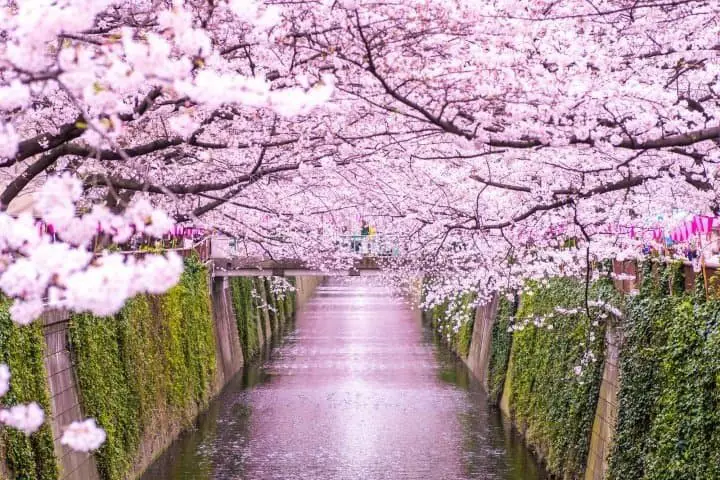 Bunga yang sedang mekar di Jepang