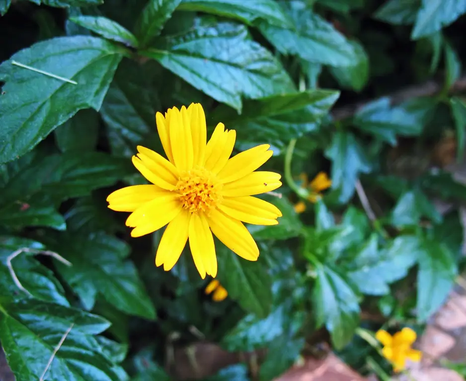 Bunga kuning di taman Korea