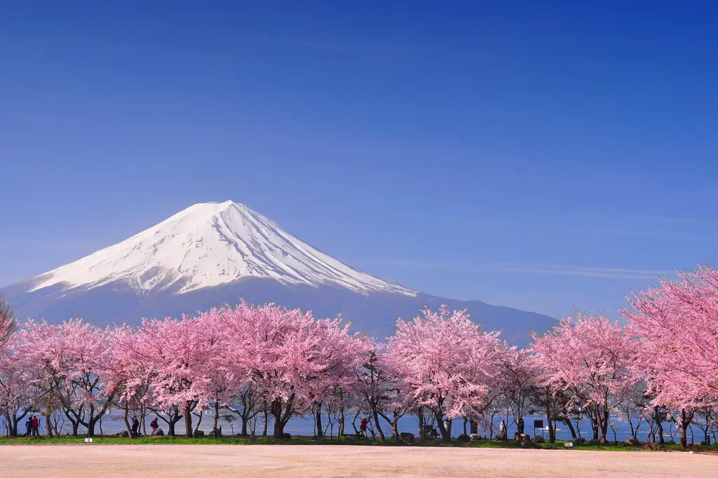 Gambar close-up bunga momosakura yang sedang mekar