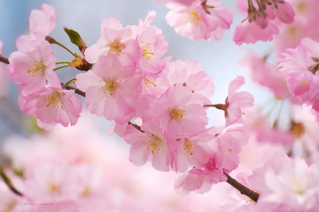 Gambar wallpaper bunga sakura hd