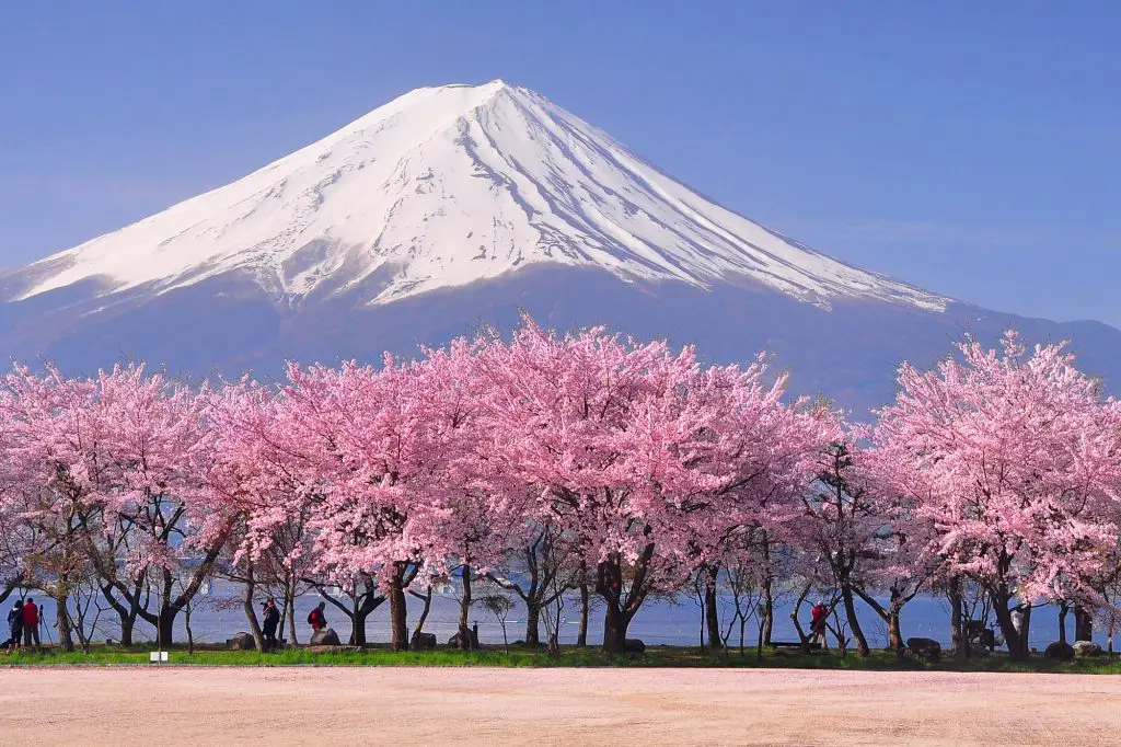 Sakura mekar dengan detail yang indah